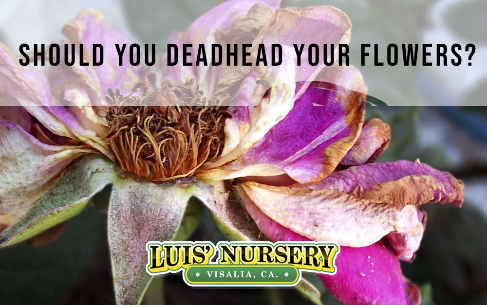 should you be deadheading you flowers?