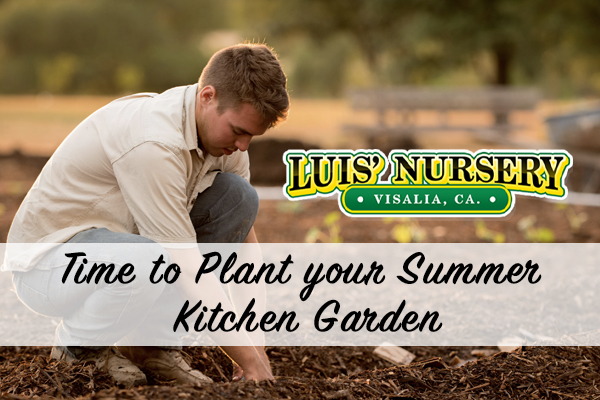 Time to Plant your Summer Kitchen Garden