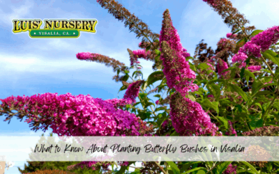 What to Know About Planting Butterfly Bushes in Visalia