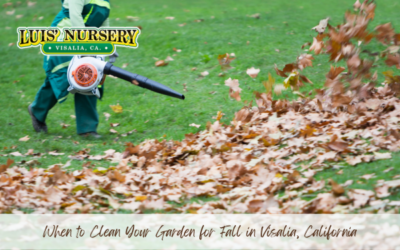 When to Clean Your Garden for Fall in Visalia, California
