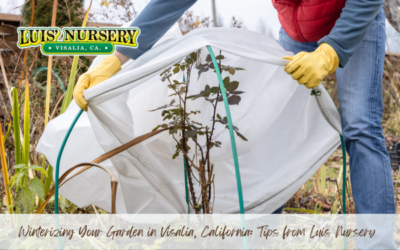 Winterizing Your Garden in Visalia, California: Tips from Luis Nursery