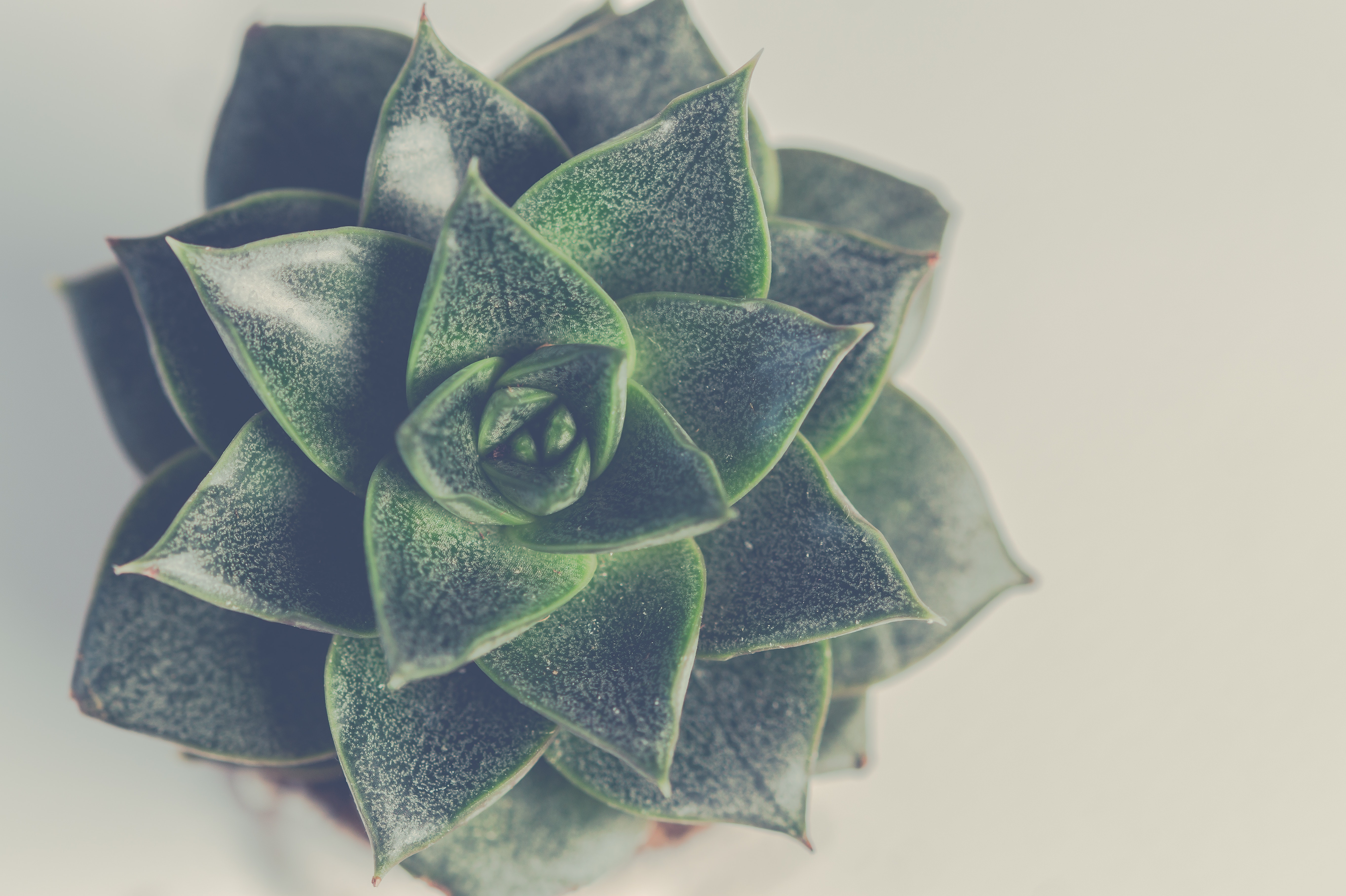Tips for growing succulents by Luis' Nursery